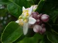 Citrus hystrix